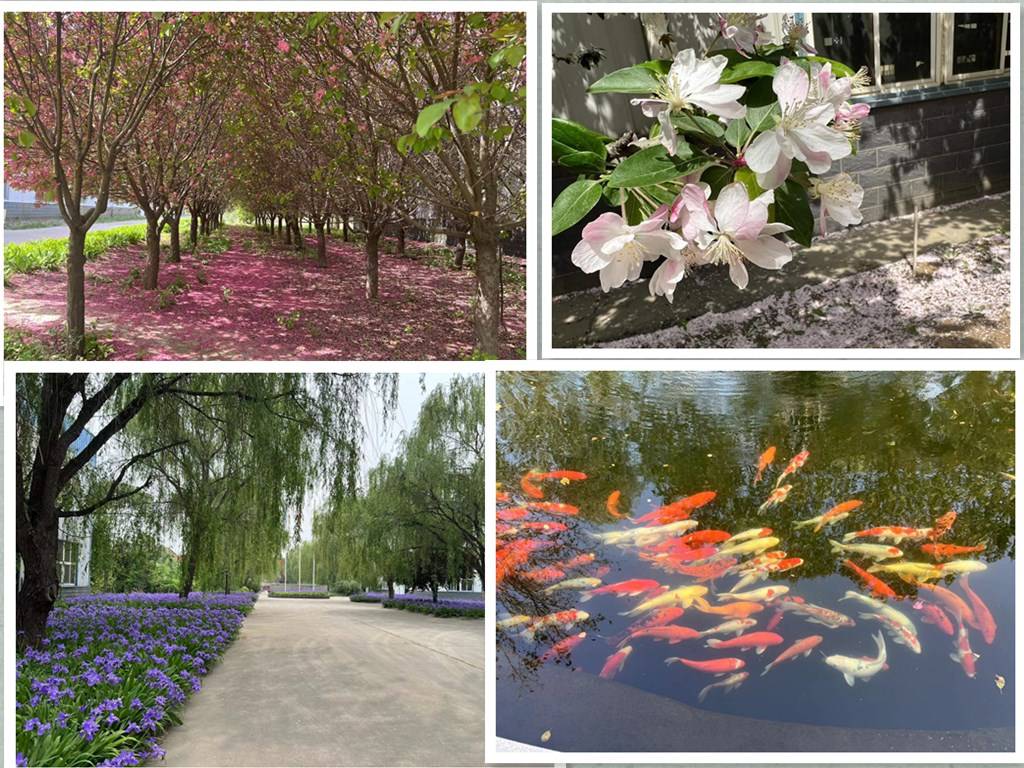 1673335883720208.jpg flower-3.jpg